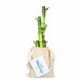 5 Stalk Lucky Bamboo Bundle in Natural Cotton Bag w/ Custom Plant Tag